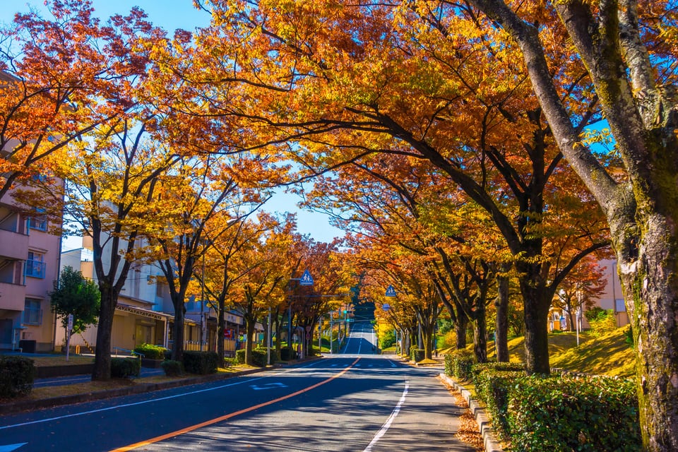 紅葉する街路樹だと季節による変化が楽しめる
