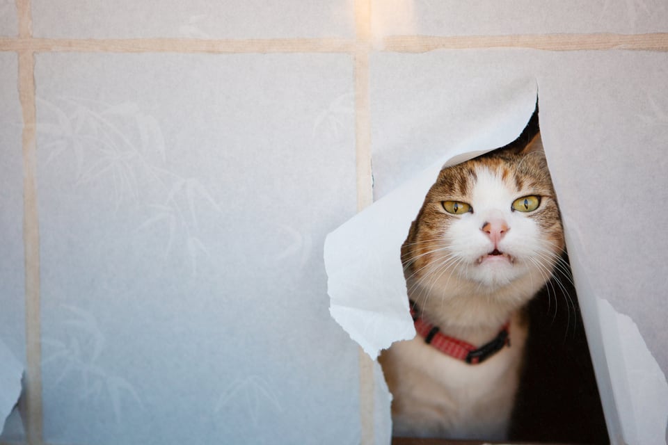 猫が容易に出入りできる関東猫間障子