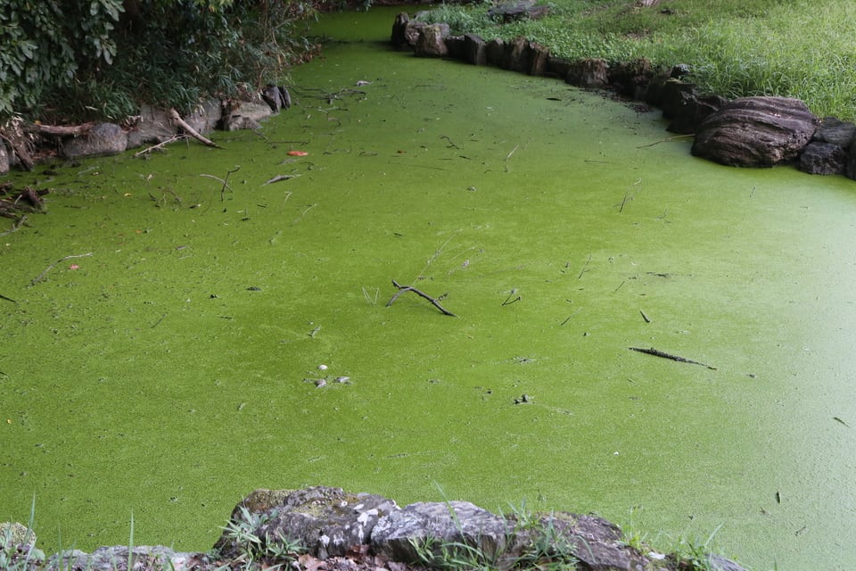水質汚濁に分類される富栄養化により、アオコが発生した池