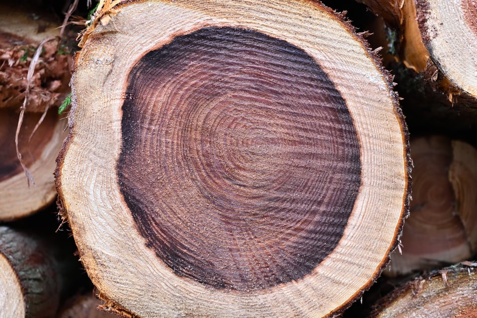赤身がはっきりと分かるスギの木口