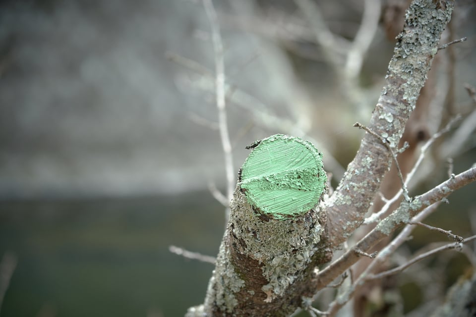 木の断面に塗布された緑の癒合剤