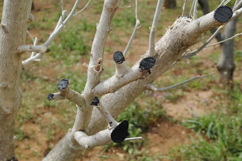 黒い癒合剤が塗られた白い幹の植物