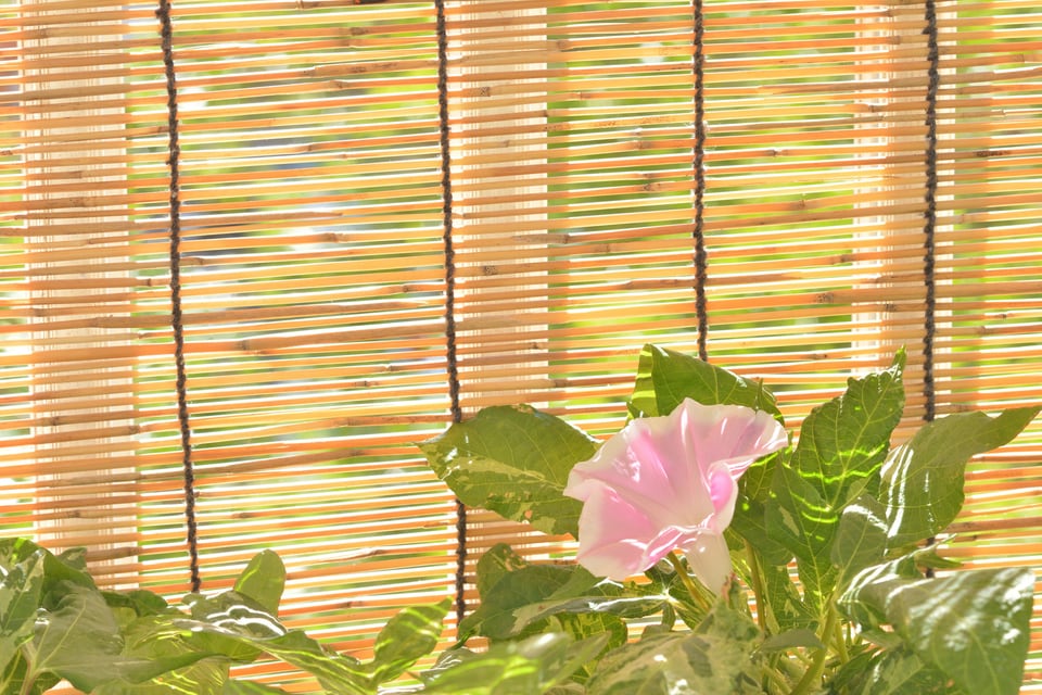 簾の外で元気に花を咲かせるアサガオ