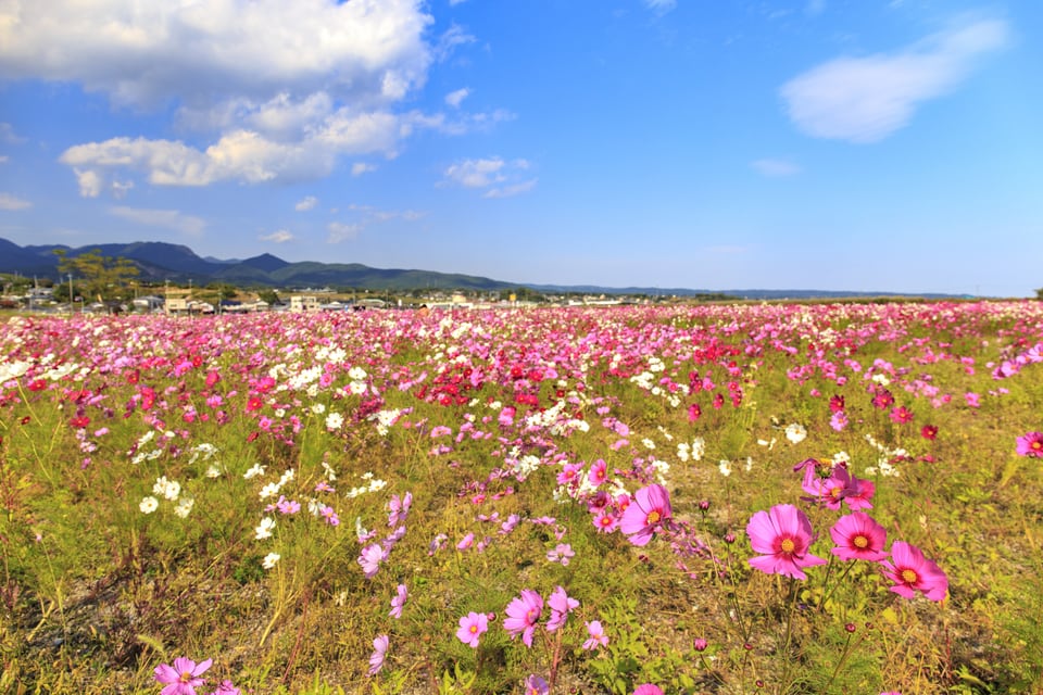 干拓地に広がるコスモス畑